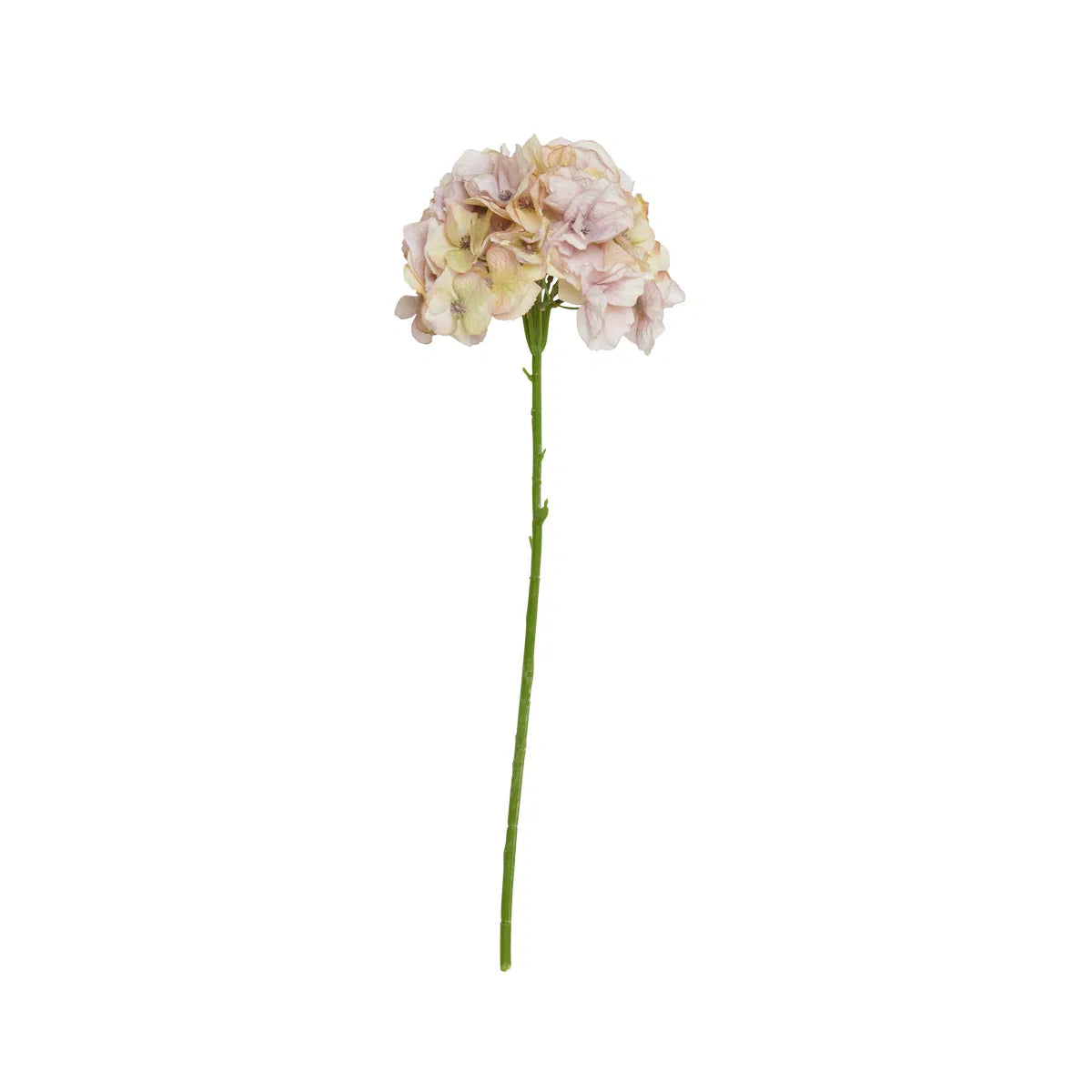 Hortensía hvítbleik - gervi