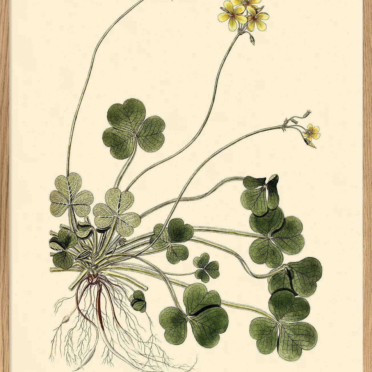 Oxalis Compressa - 30x40