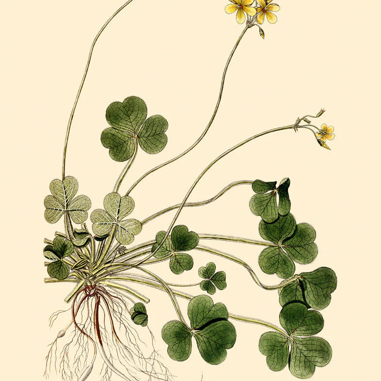 Oxalis Compressa - 30x40