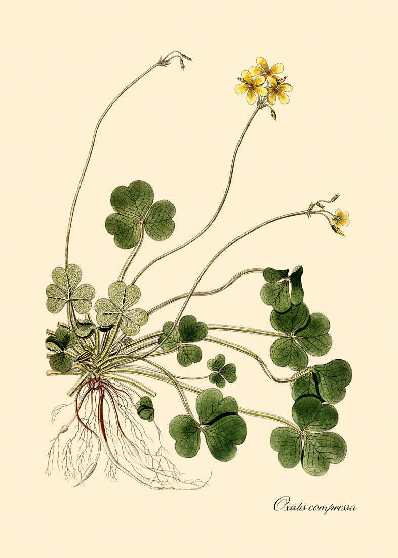 Oxalis Compressa - 30x40