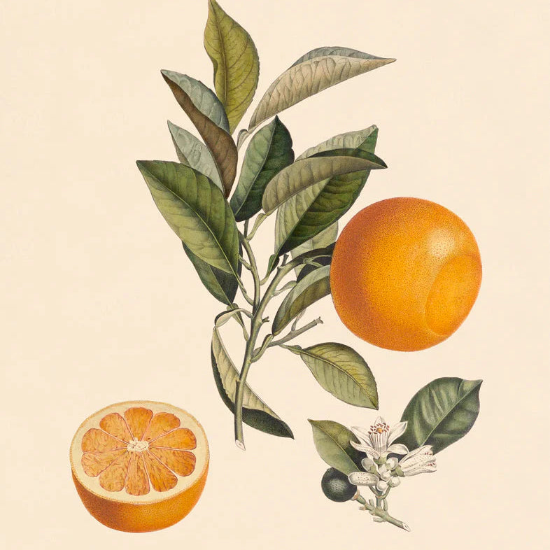 Bigarrade Couronnée - tvær stærðir