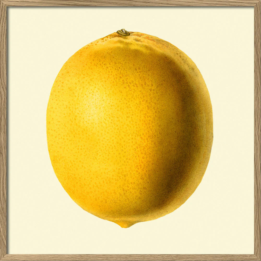 Lemon closed í eikarramma - 15x15 cm