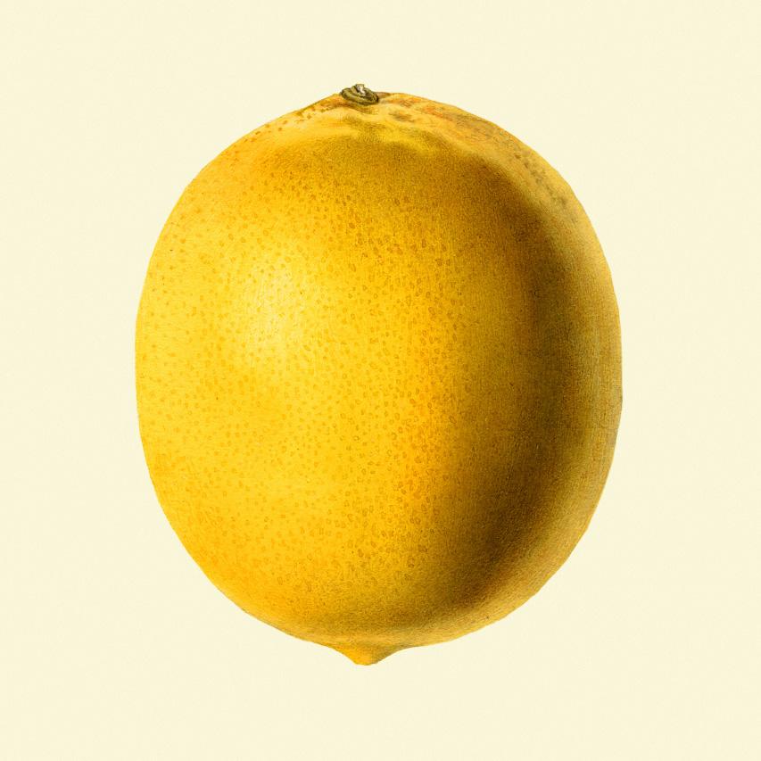 Lemon closed í eikarramma - 15x15 cm