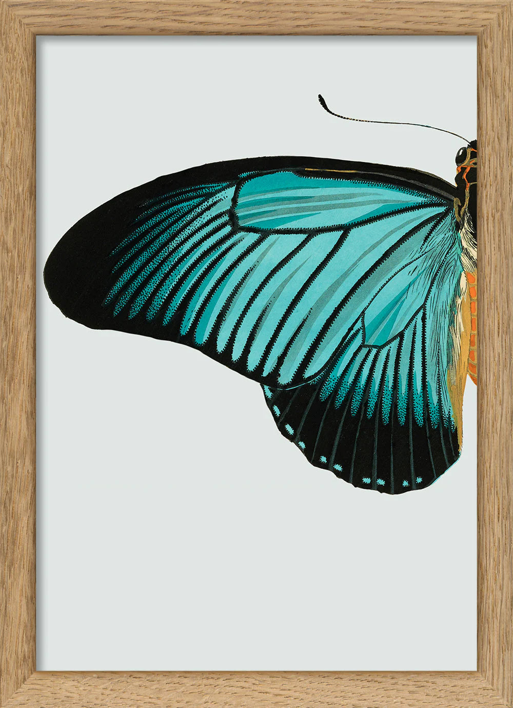 Blue Butterfly vinstri í eikarramma - 15x21 cm