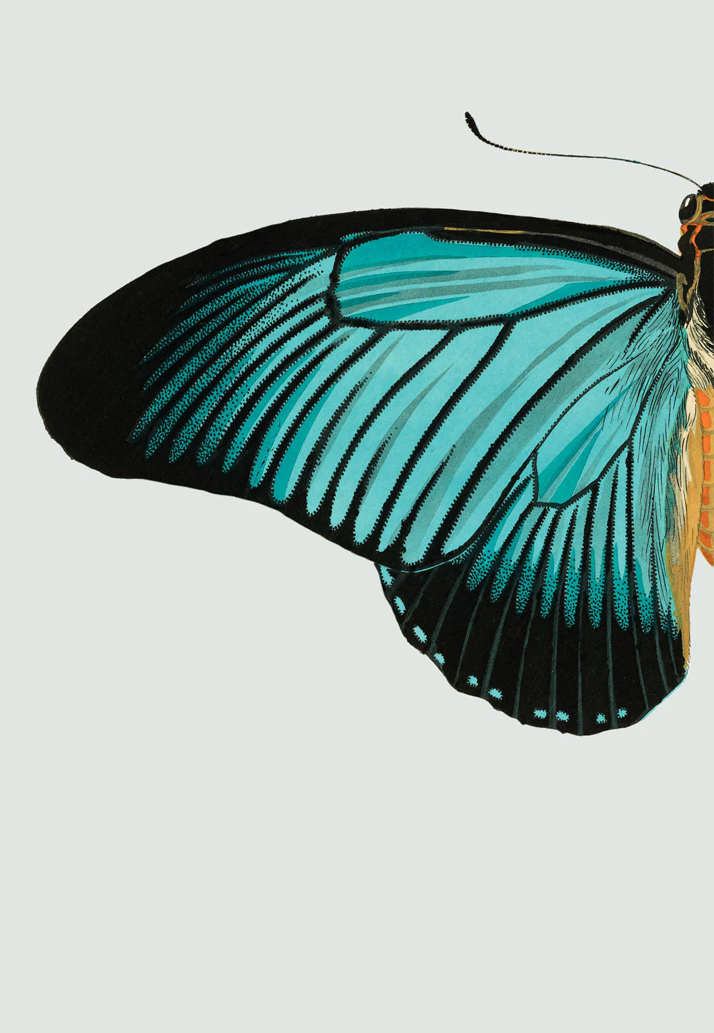 Blue Butterfly vinstri í eikarramma - 15x21 cm