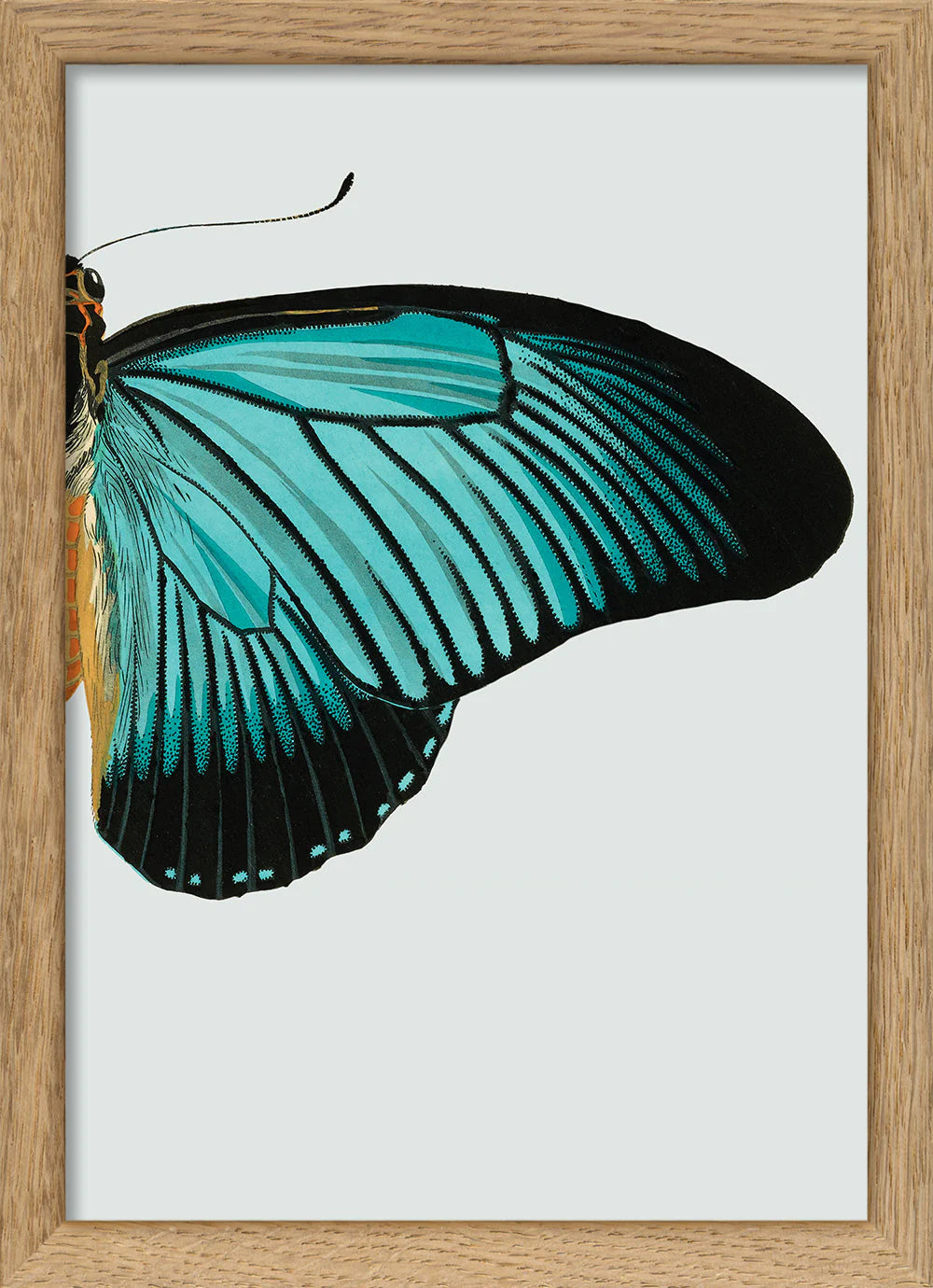 Blue Butterfly hægri í eikarramma - 15x21 cm