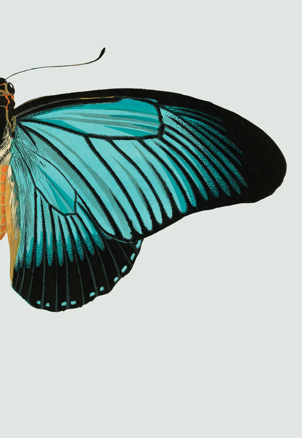 Blue Butterfly hægri í eikarramma - 15x21 cm
