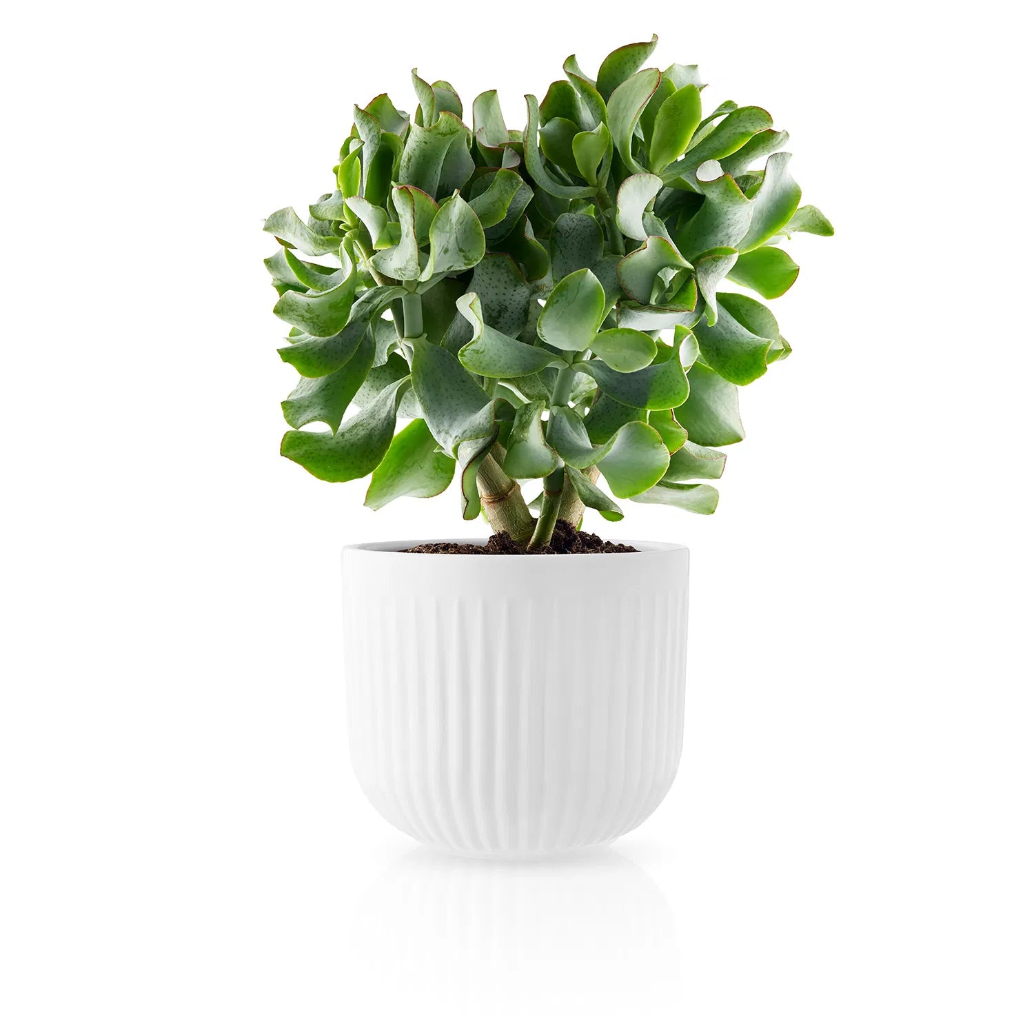 Legio Nova blómapottur - stór