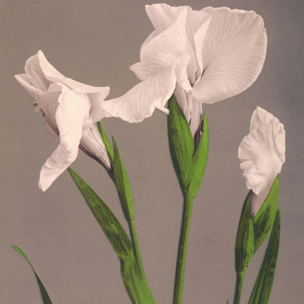 Iris Kæmpferi - tvær stærðir