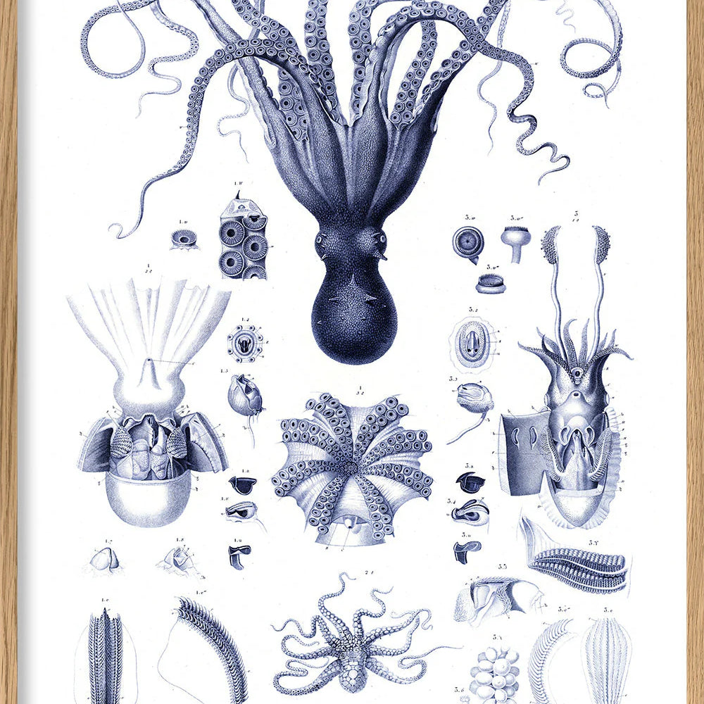 Octopuses and Cuttlefish - 30x40