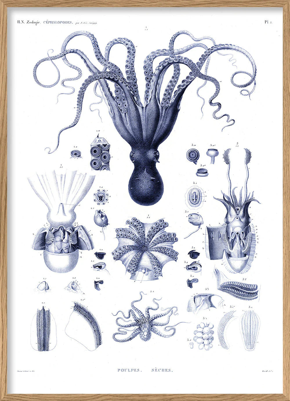 Octopuses and Cuttlefish - 30x40