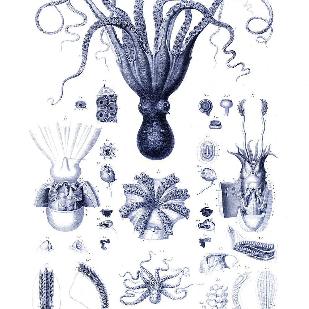 Octopuses and Cuttlefish - 30x40