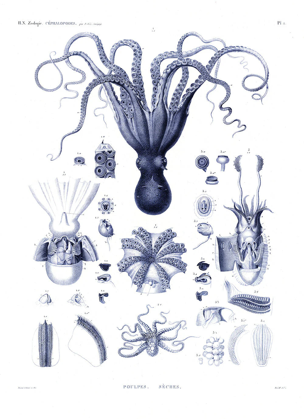 Octopuses and Cuttlefish - 30x40