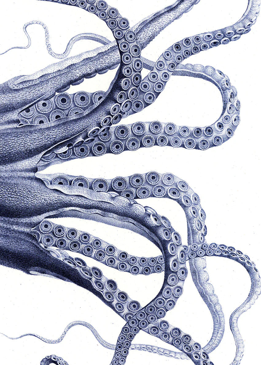 Octopus - detail I. - tvær stærðir