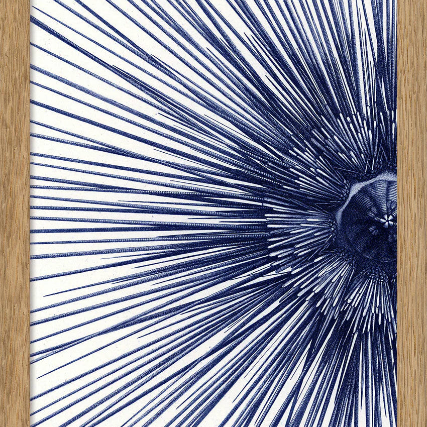 Sea Urchin with Spines - detail I. - tvær stærðir