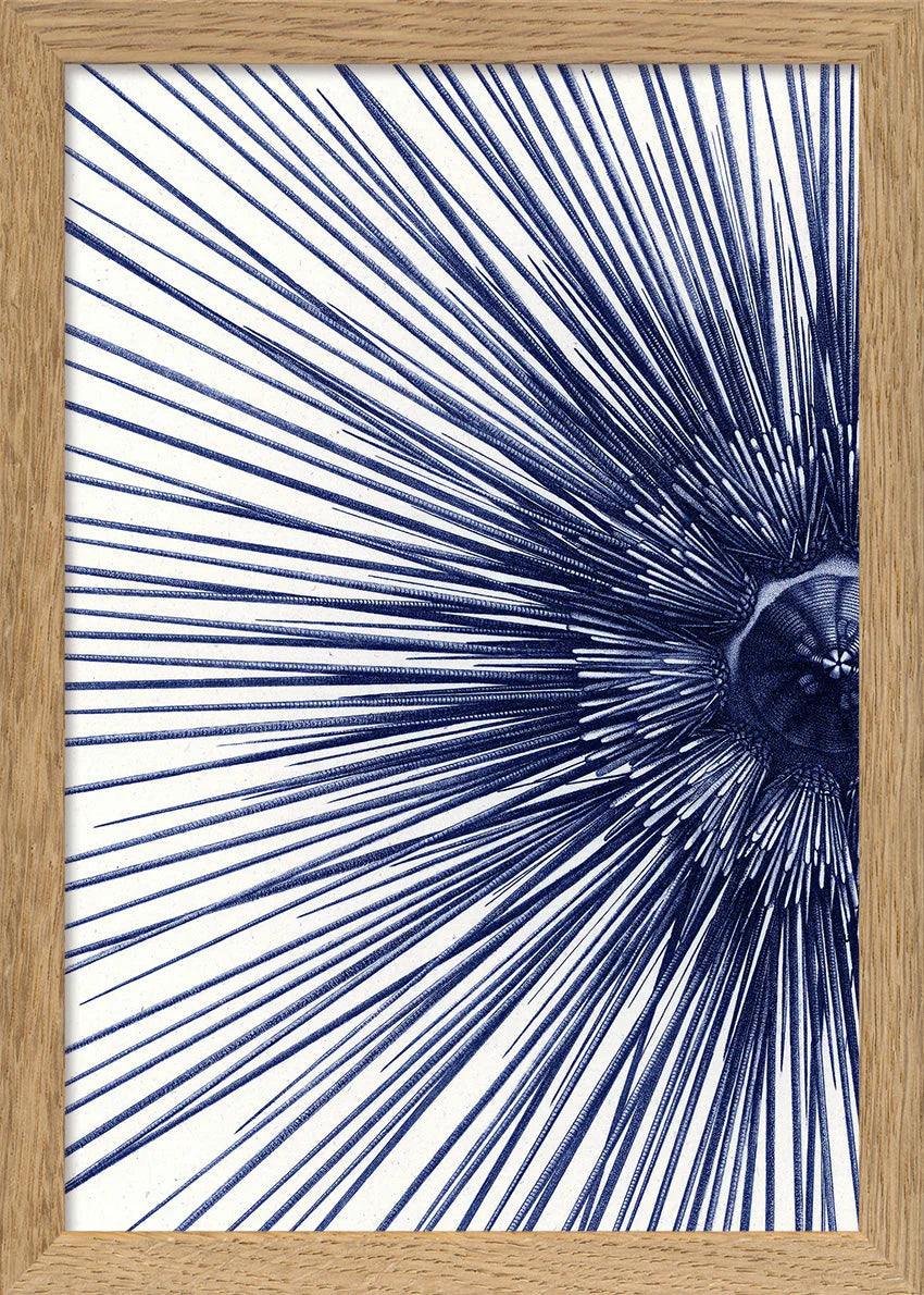 Sea Urchin with Spines - detail I. - tvær stærðir