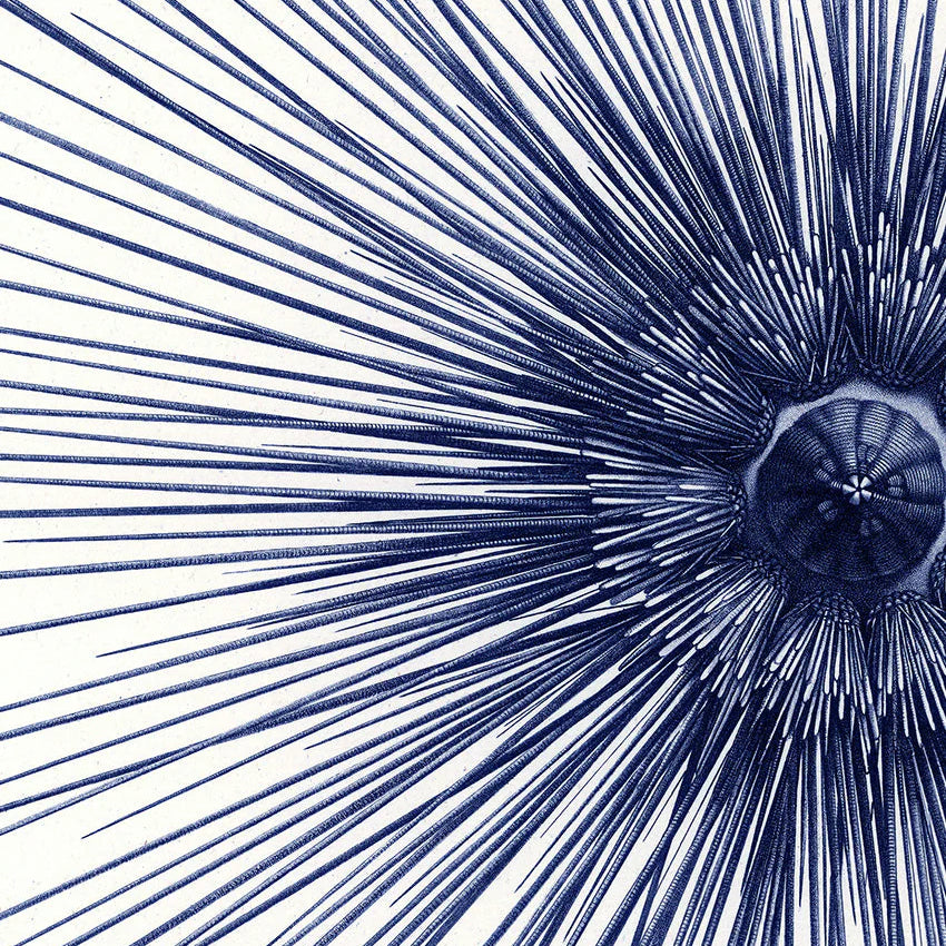 Sea Urchin with Spines - detail I. - tvær stærðir
