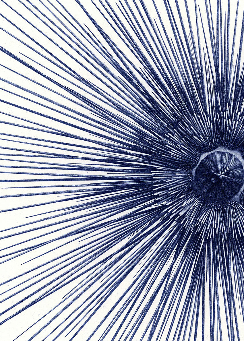Sea Urchin with Spines - detail I. - tvær stærðir