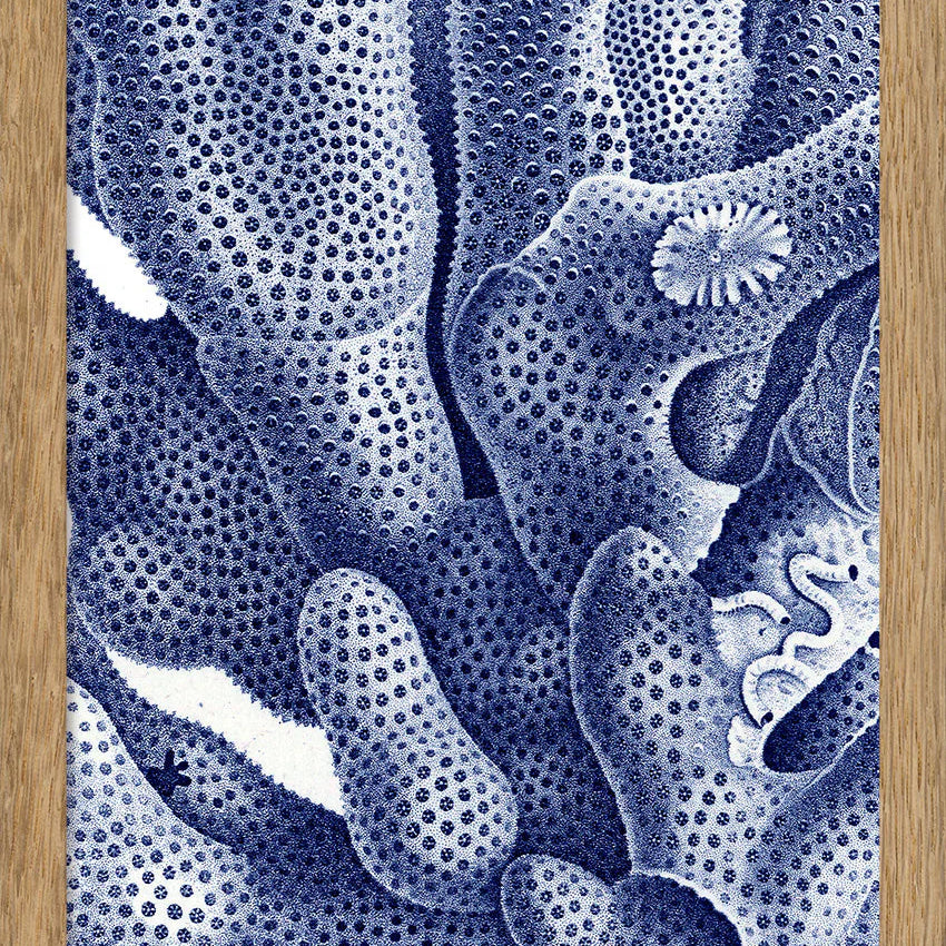 Stony Corals - detail I. - tvær stærðir