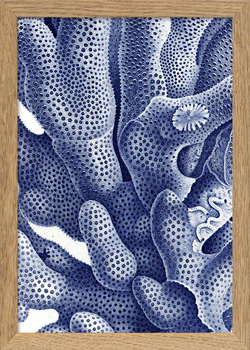 Stony Corals - detail I. - tvær stærðir