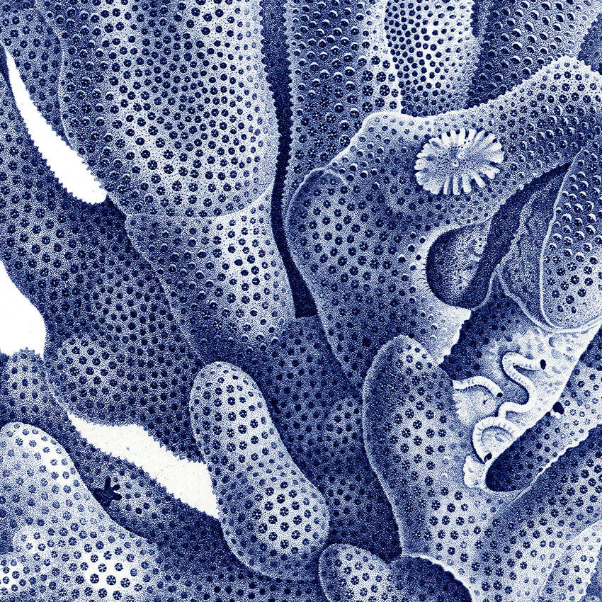 Stony Corals - detail I. - tvær stærðir