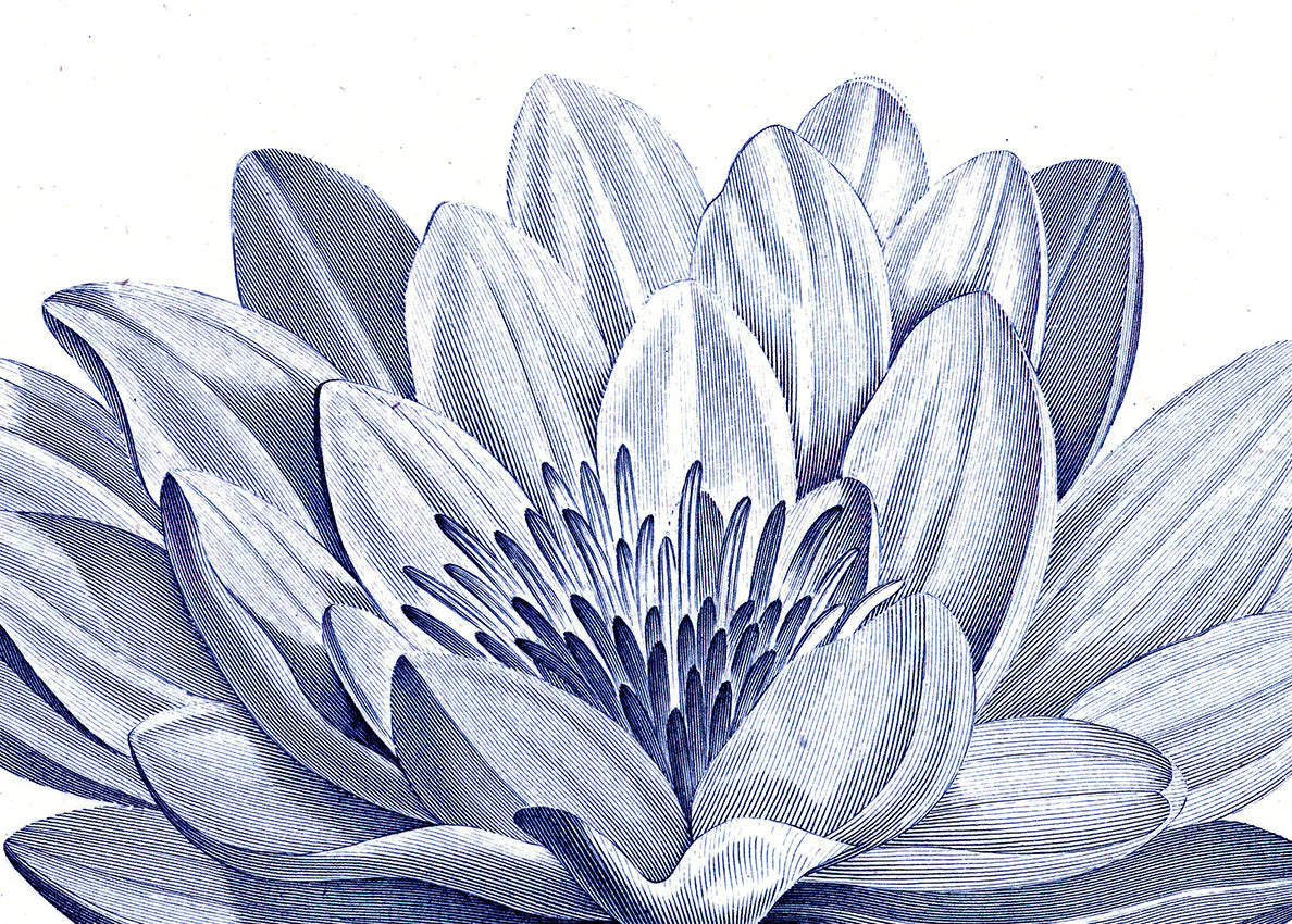 White Lily - detail I. - tvær stærðir