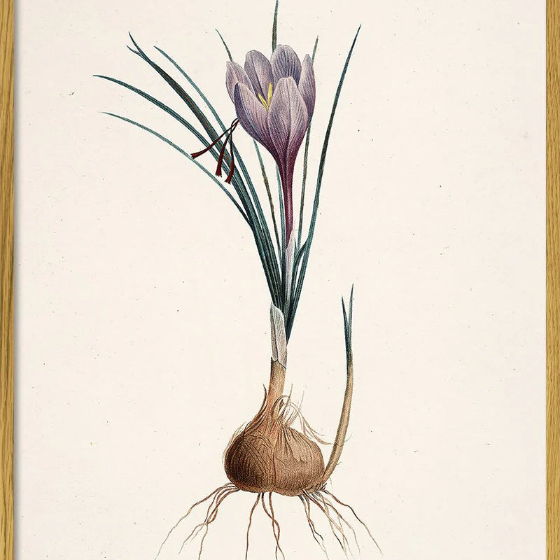Crocus Sativus - 15x21 cm