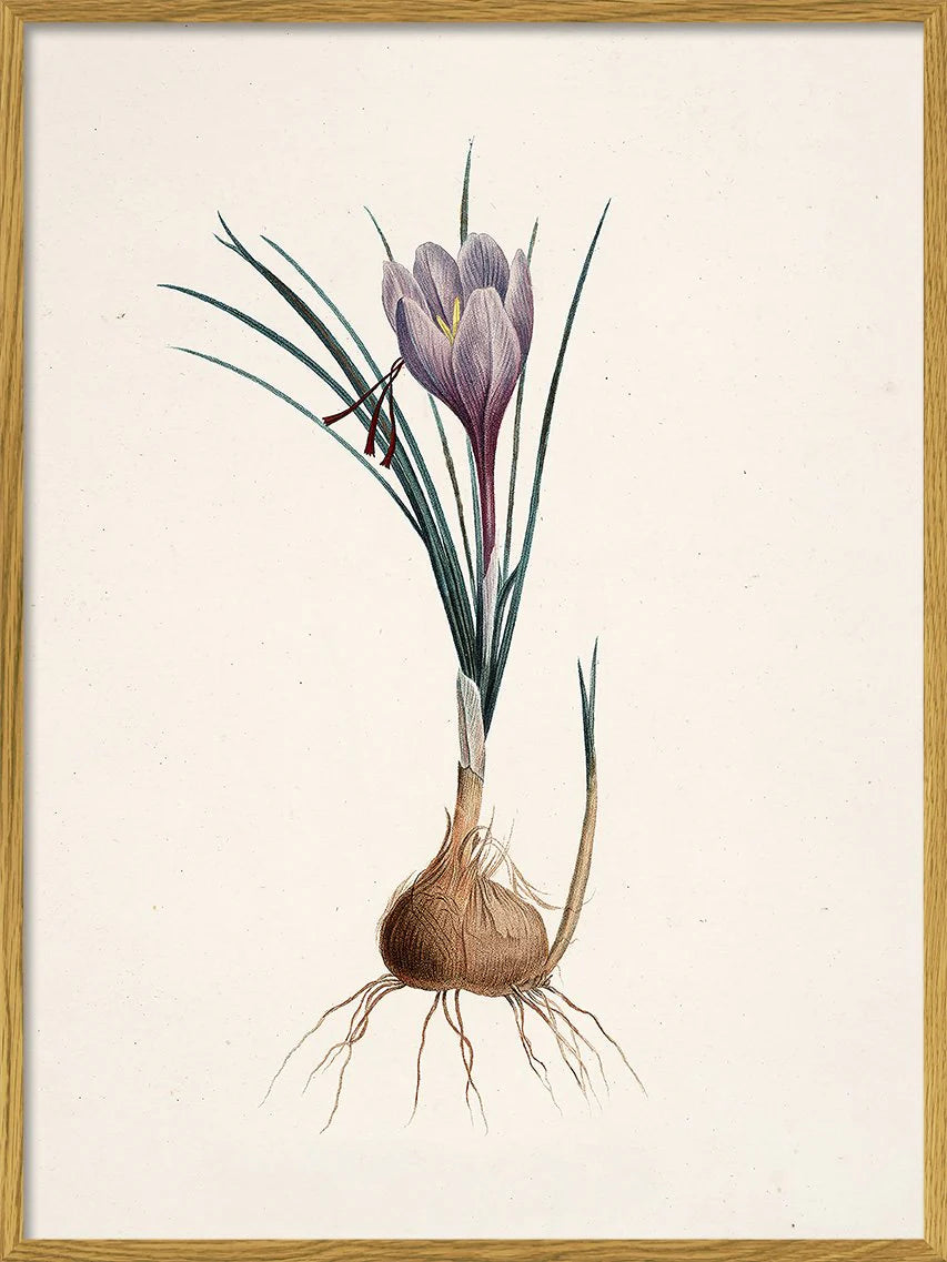 Crocus Sativus í eikarramma - 15x21 cm