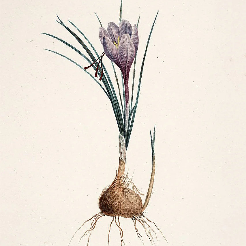Crocus Sativus - 15x21 cm