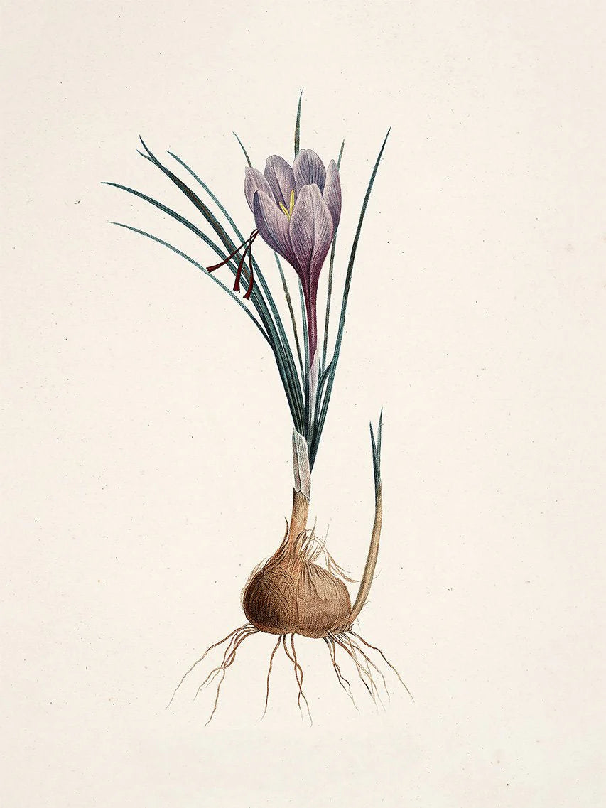 Crocus Sativus í eikarramma - 15x21 cm