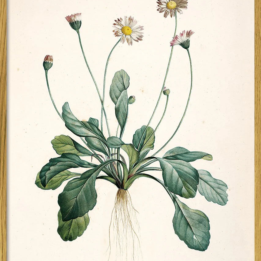 Bellis Perennis - tvær stærðir