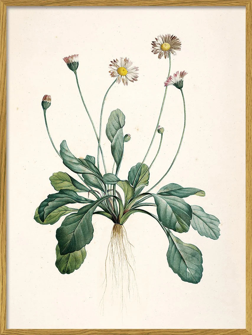 Bellis Perennis - tvær stærðir
