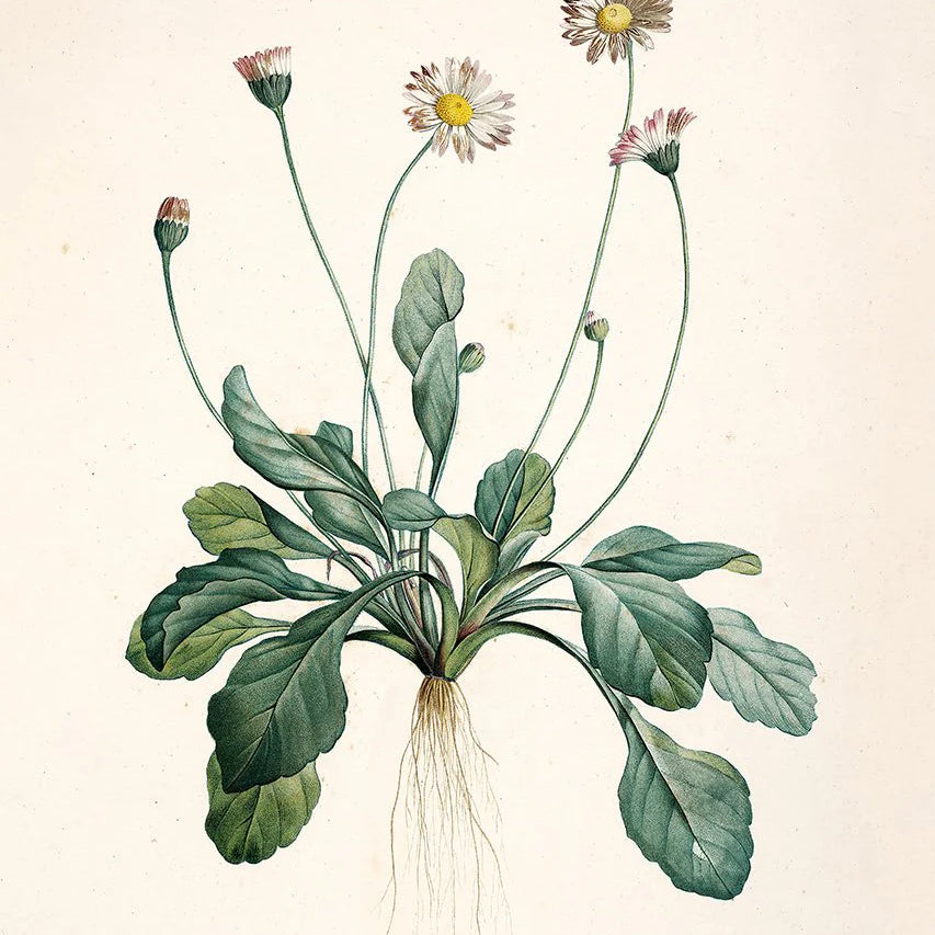 Bellis Perennis - tvær stærðir