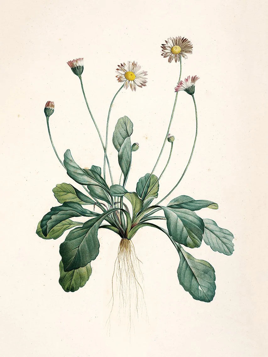 Bellis Perennis - tvær stærðir