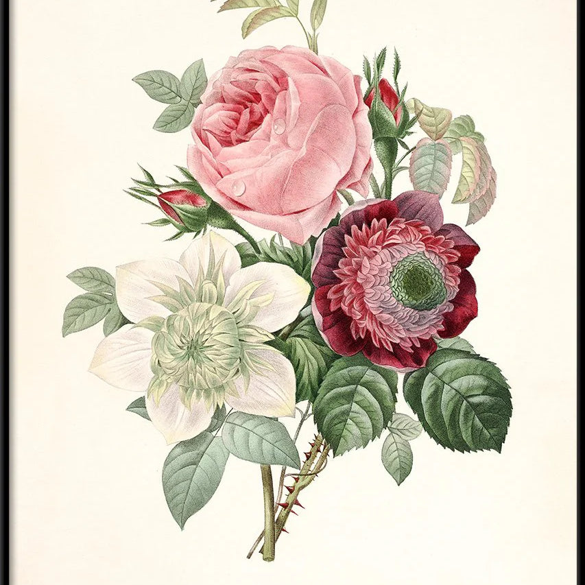 Rosa, Anemonastrum, Clematis - tvær stærðir
