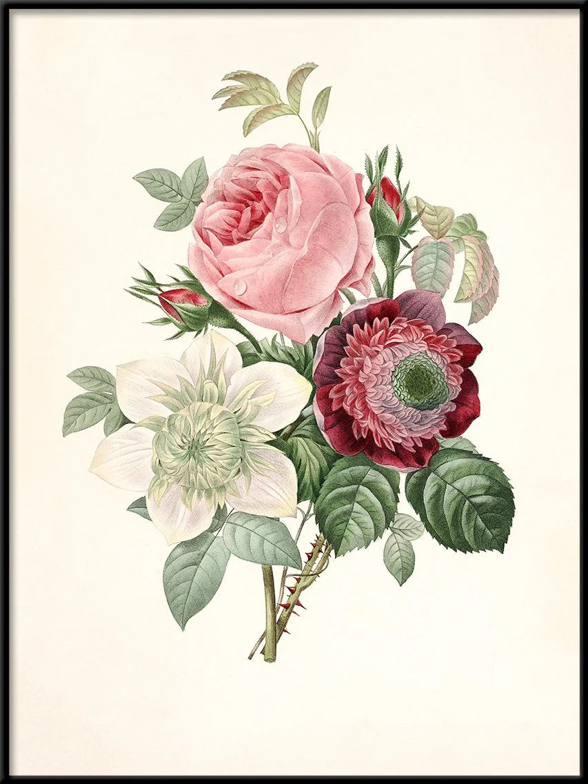 Rosa, Anemonastrum, Clematis - tvær stærðir