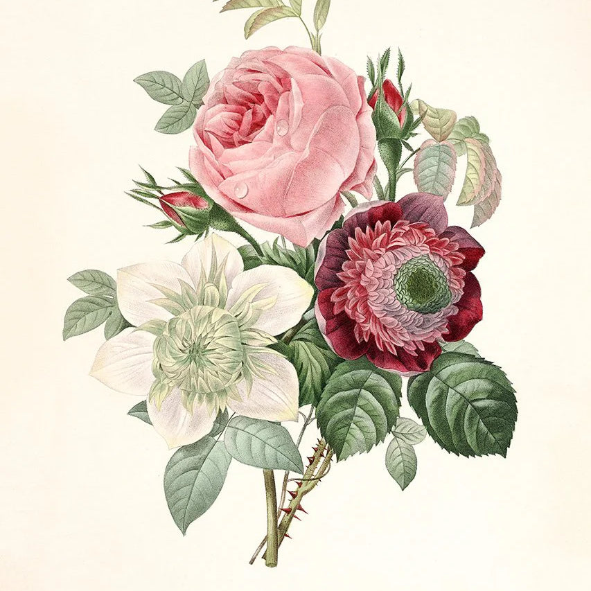 Rosa, Anemonastrum, Clematis - tvær stærðir