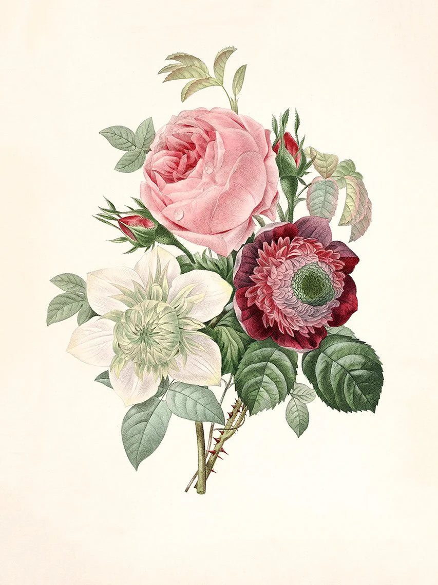 Rosa, Anemonastrum, Clematis - tvær stærðir