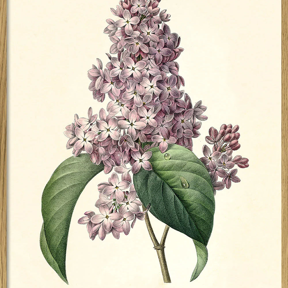 Syringa vulgaris - tvær stærðir