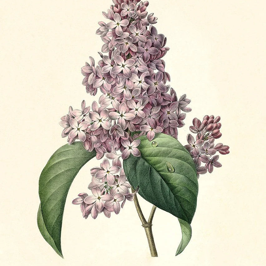 Syringa vulgaris - tvær stærðir