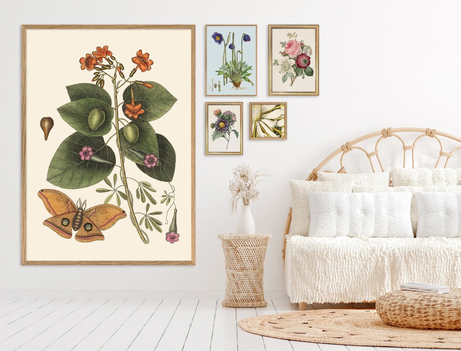 Rosa, Anemonastrum, Clematis - tvær stærðir