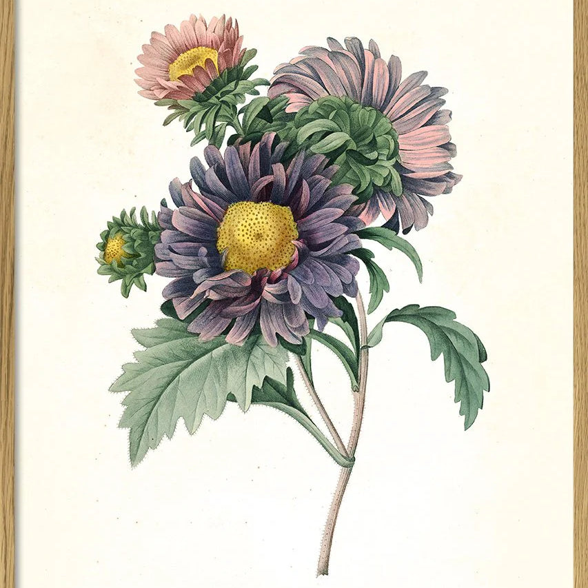 Aster Chinensis - tvær stærðir
