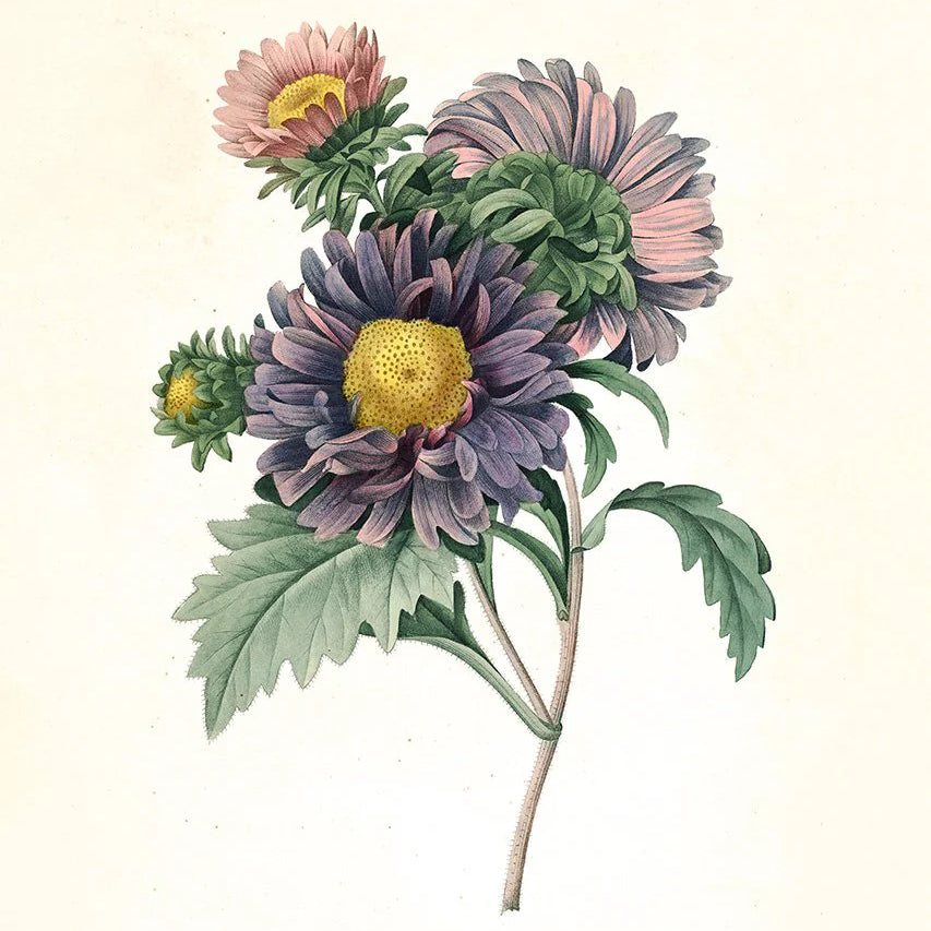 Aster Chinensis - tvær stærðir