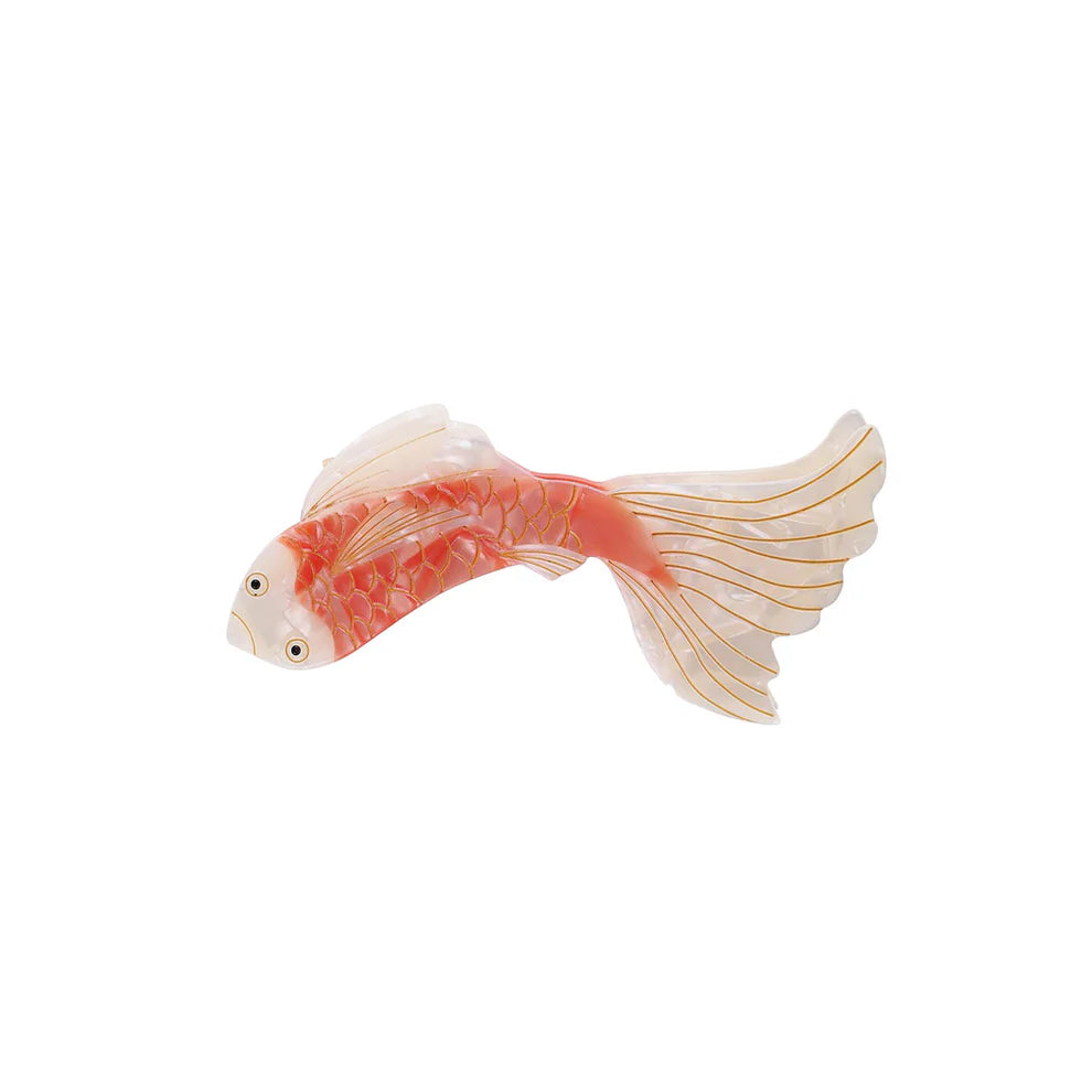 Hárklemma - koi fiskur