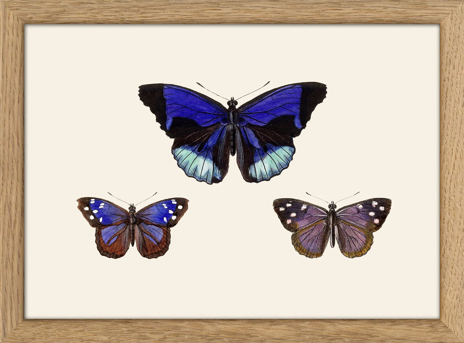 Three Blue and Purple Butterflies í eikarramma - 15x21 cm