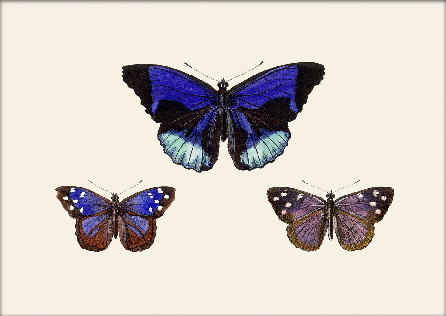 Three Blue and Purple Butterflies í eikarramma - 15x21 cm