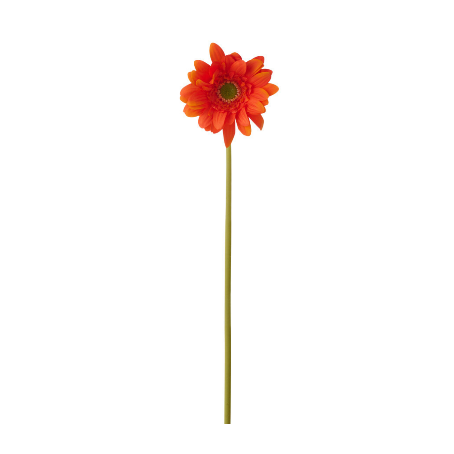 Gerbera appelsínugul - gervi