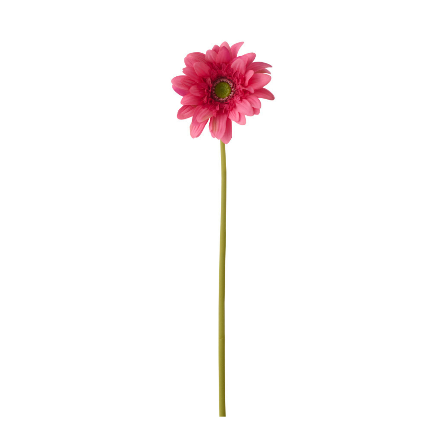 Gerbera bleik - gervi