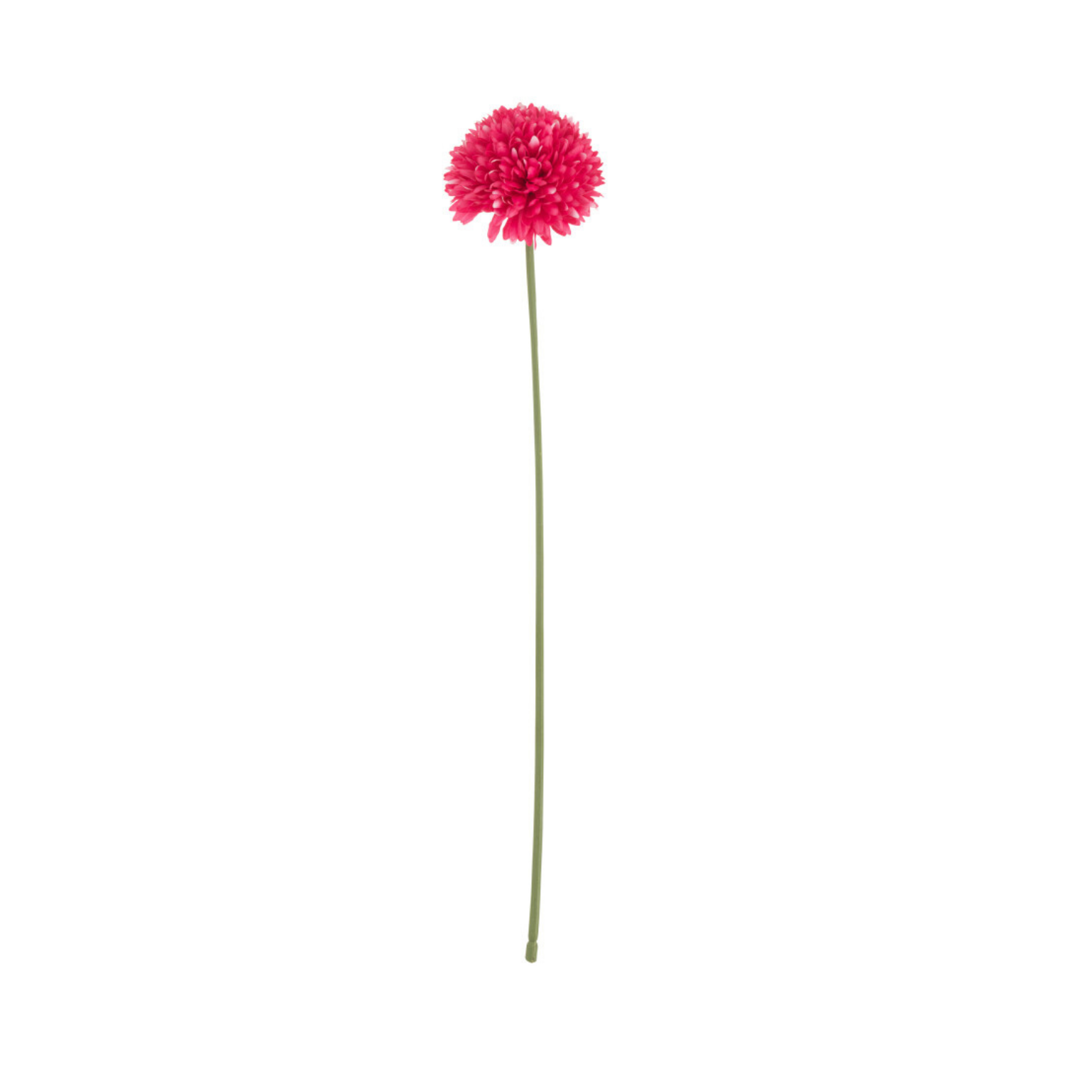 Chrysantheum bleikur - gervi