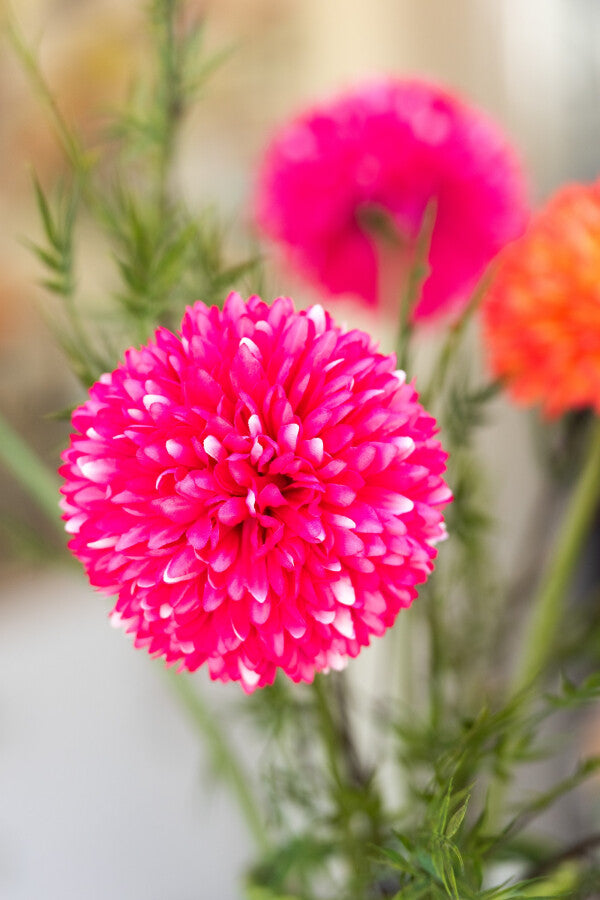 Chrysantheum bleikur - gervi